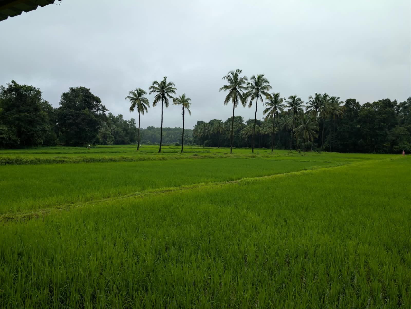 Udupi landscape